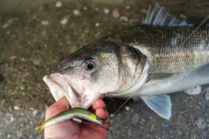 peche bar estuaire