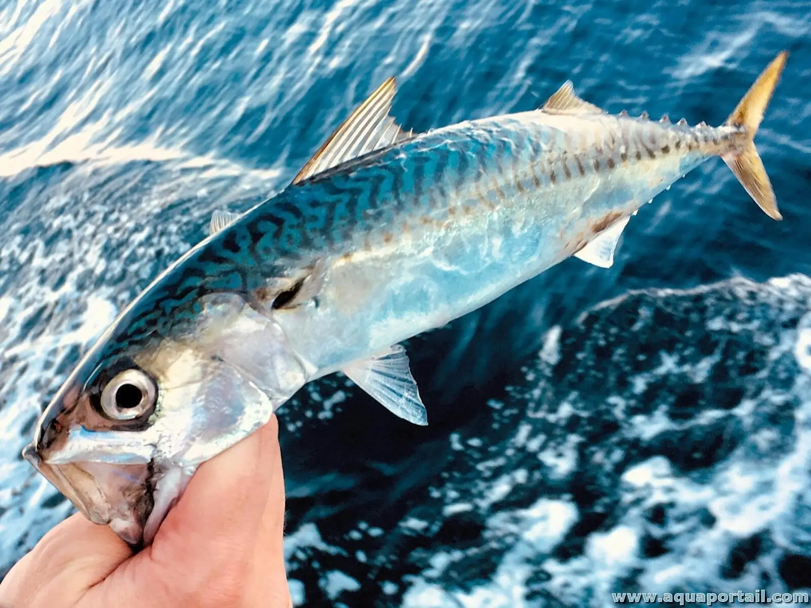 La pêche à la mer - Précis complet des pêches à pied