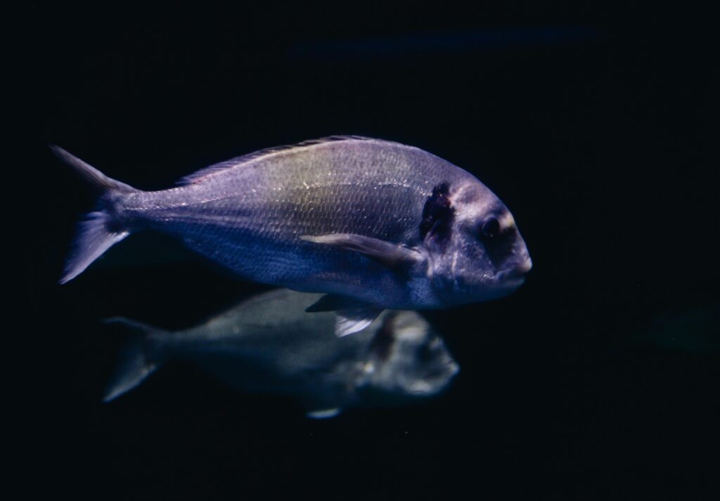 dorade royale peche