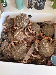 pêche au casier araignée
