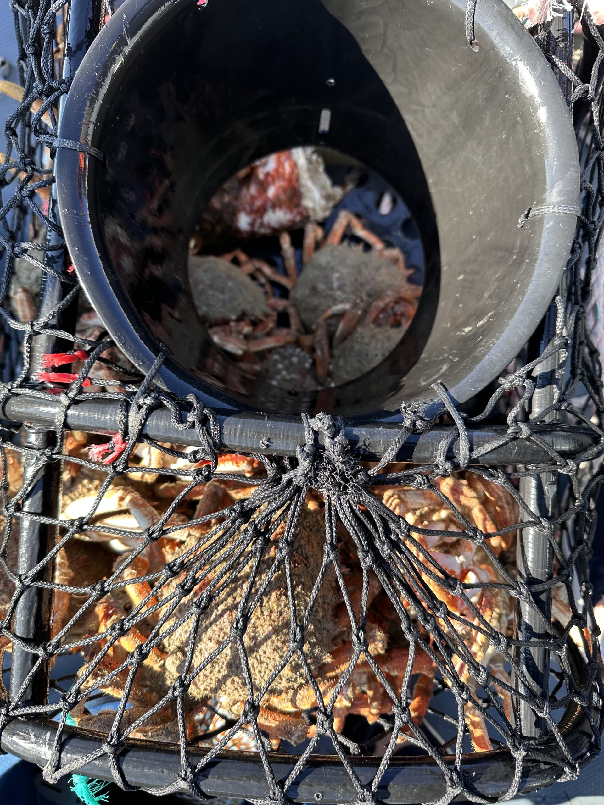 pêche casier araignée