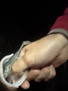 shad peche en mer