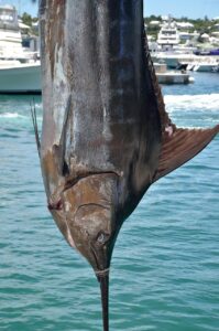 marlin pêche