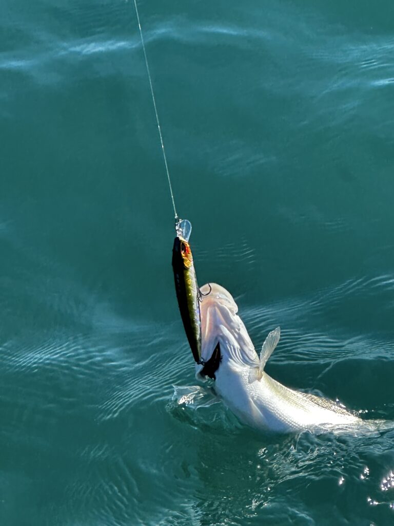 pêche bar jerkbait minnow